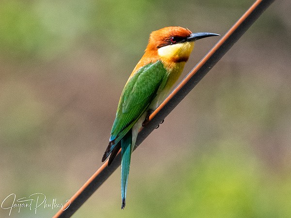 Abejaruco Cabecirrufo - ML647514598