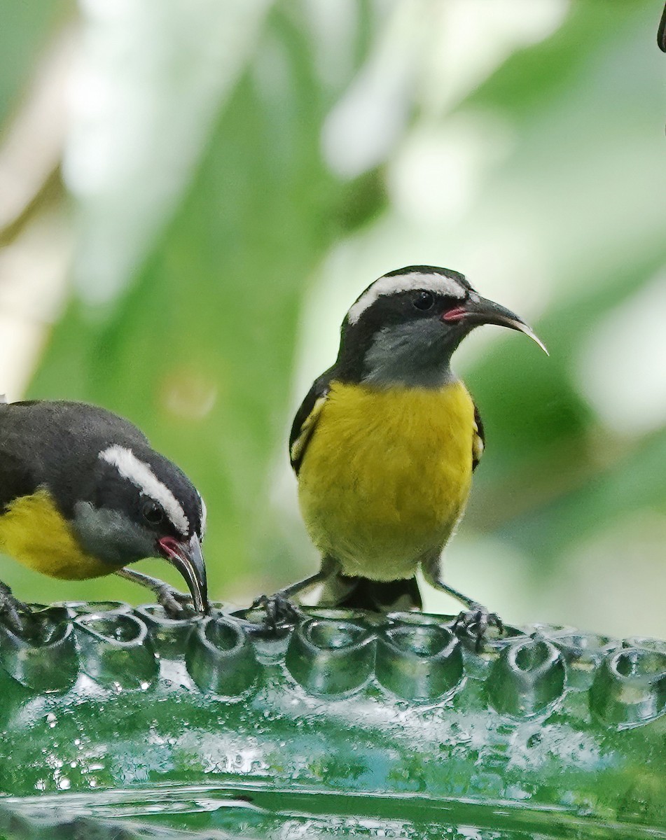 Platanero (Puerto Rico) - ML647514600