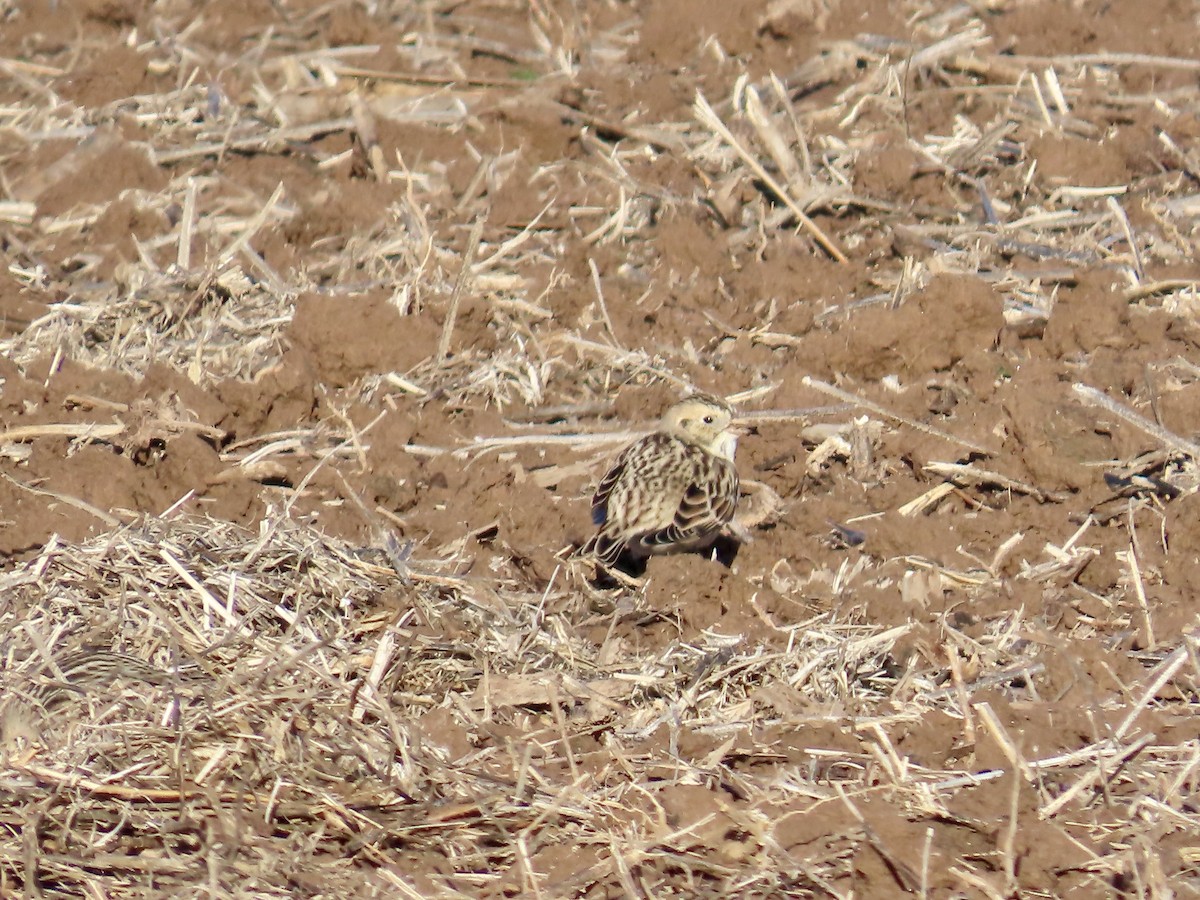 Escribano Lapón - ML647514601