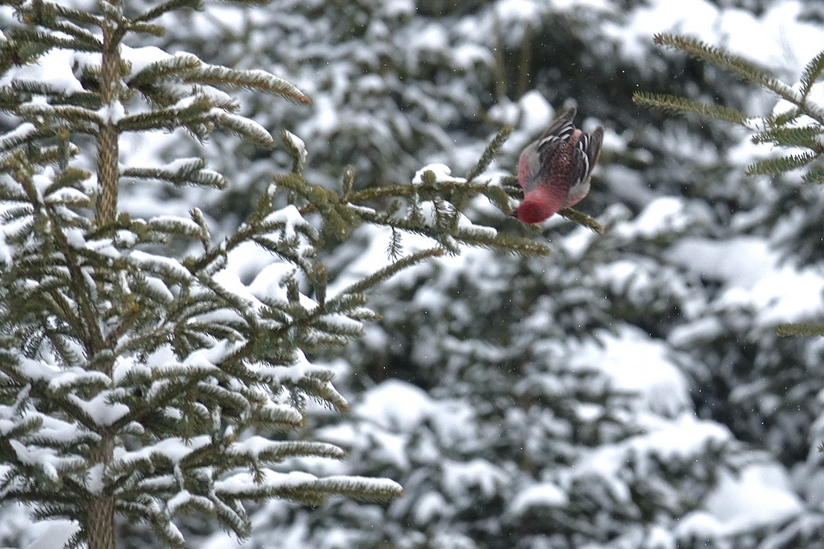 Camachuelo Picogrueso - ML647514603