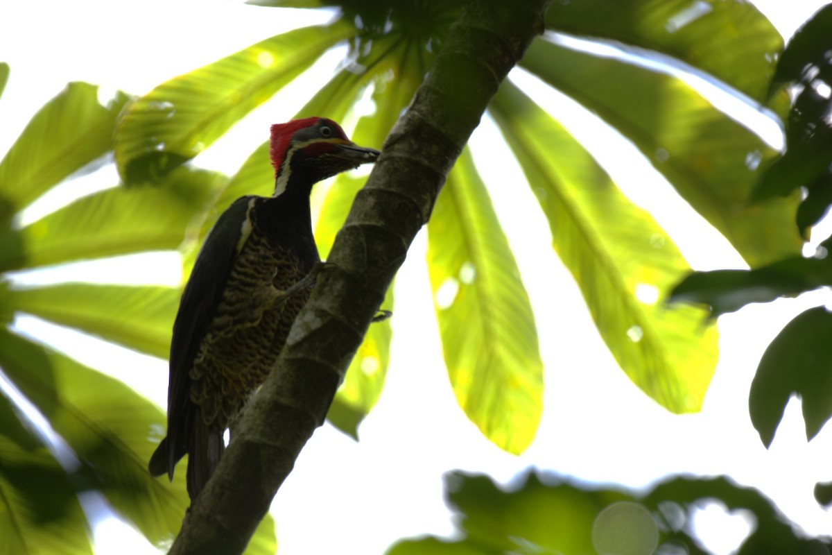 Picamaderos Listado - ML647514604