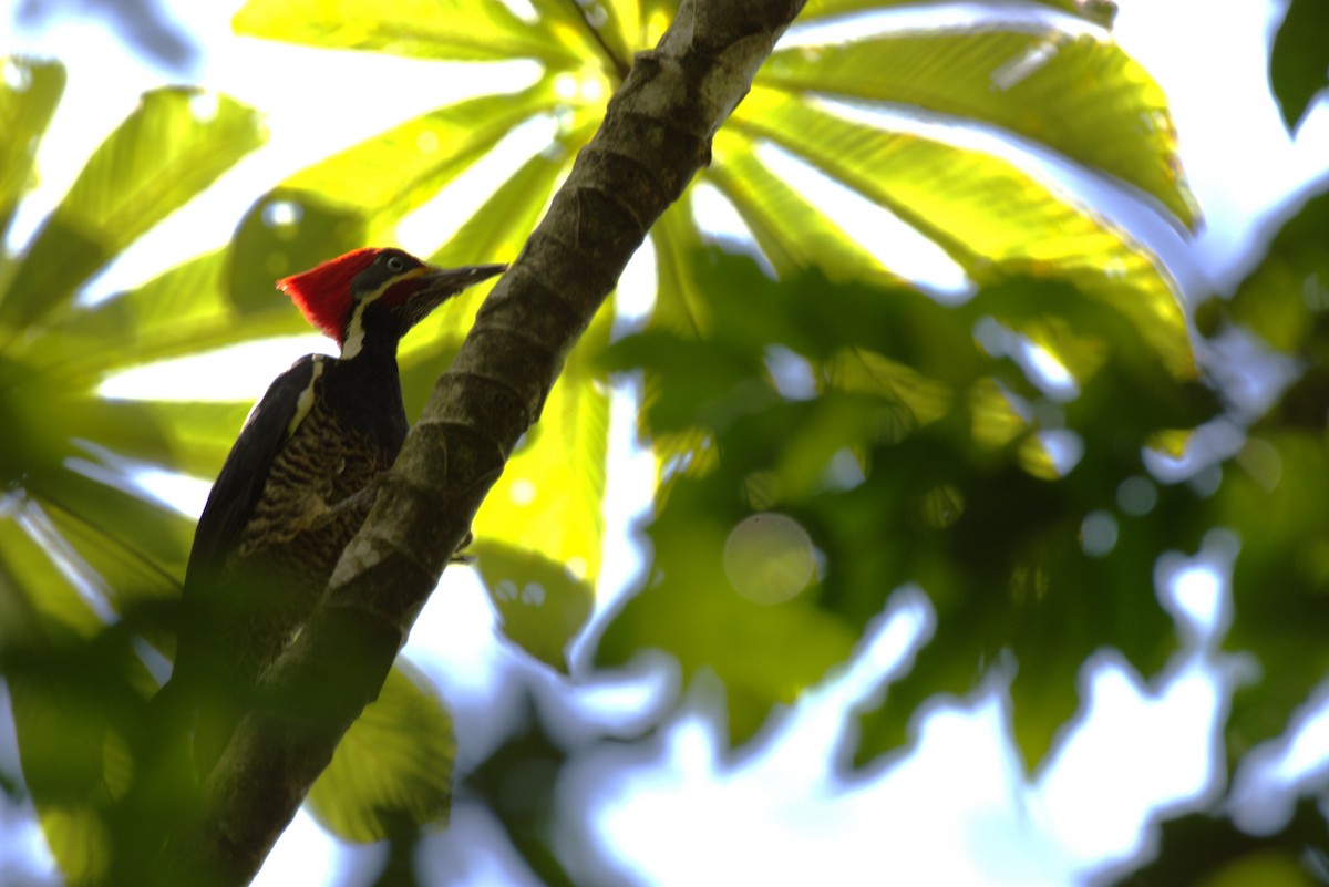 Picamaderos Listado - ML647514605