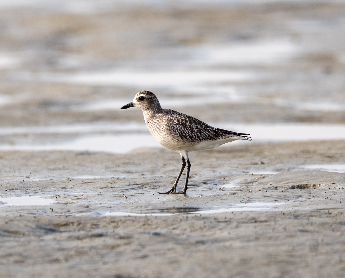 Chorlito Gris - ML647514606