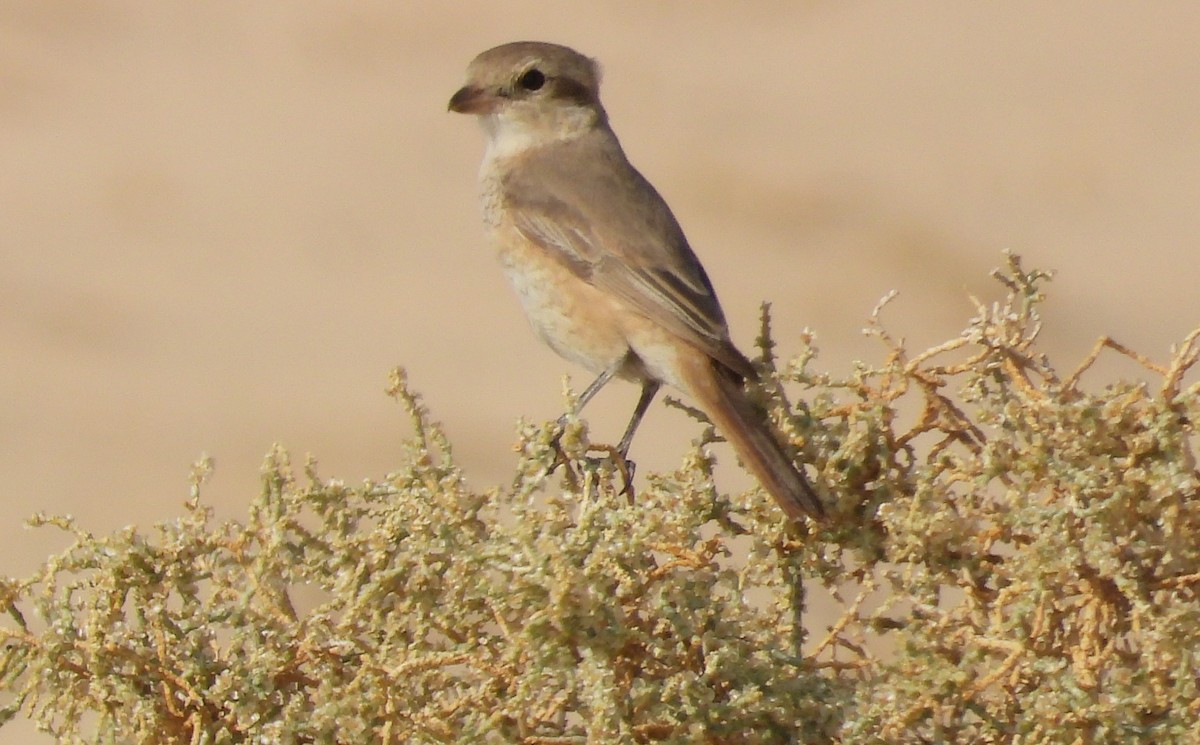 Alcaudón Isabel - ML647514607