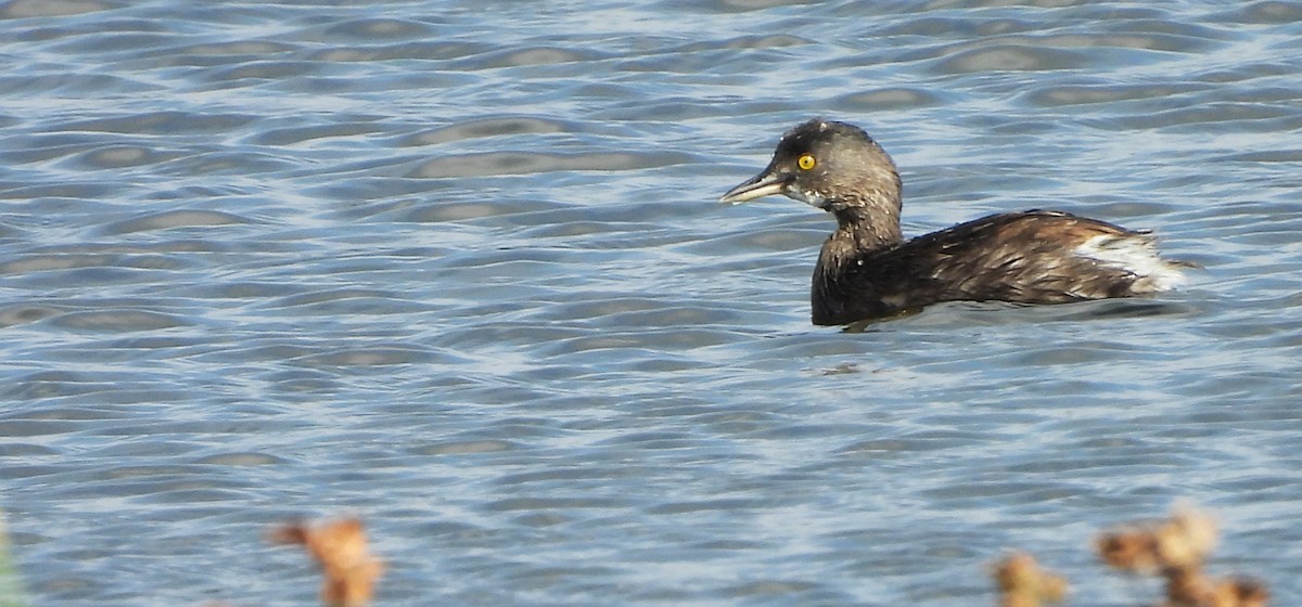 Zampullín Macacito - ML647514608
