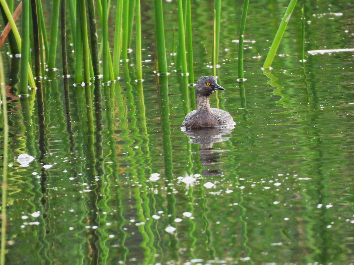 Zampullín Macacito - ML647514609