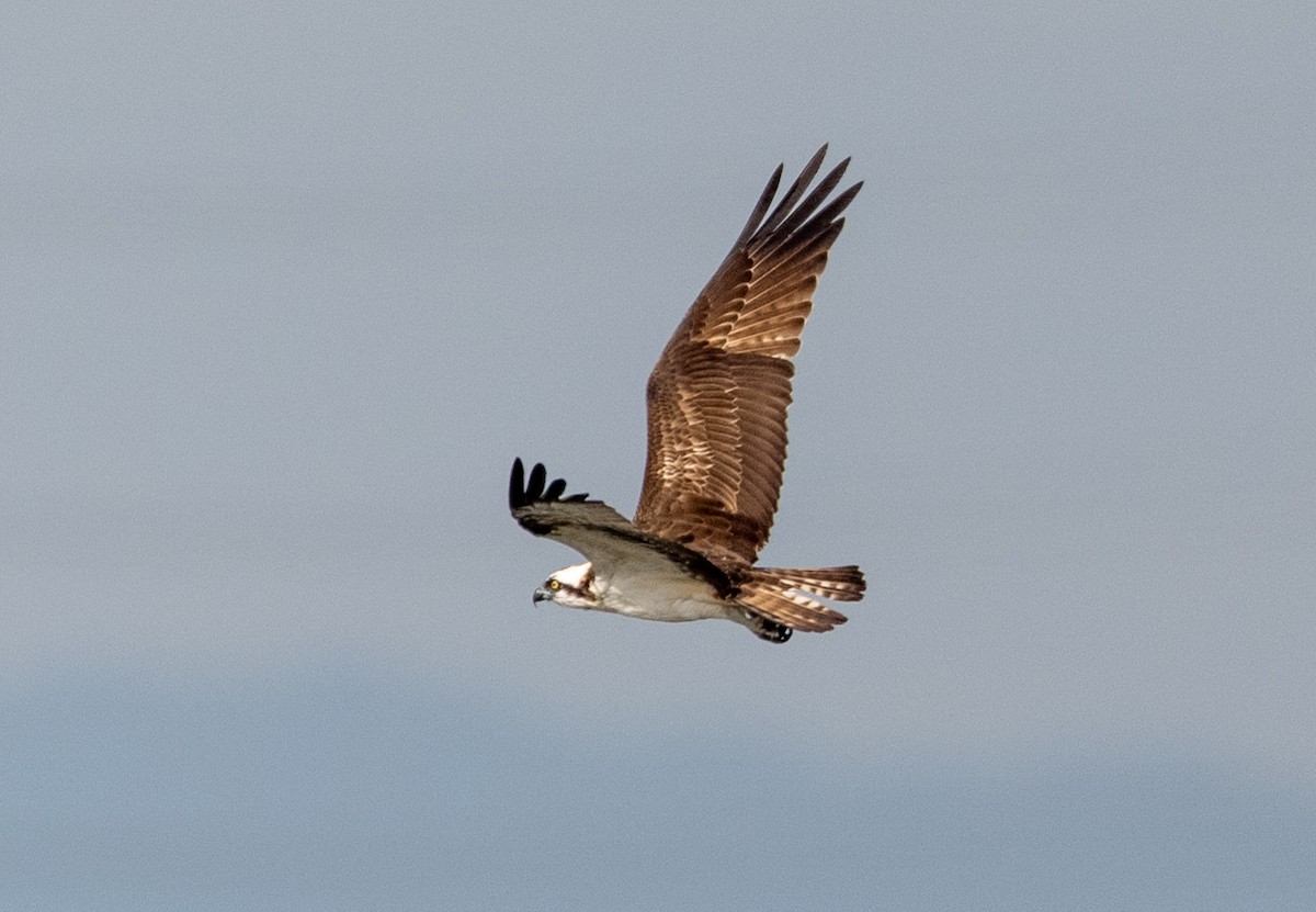 Águila Pescadora - ML647514610
