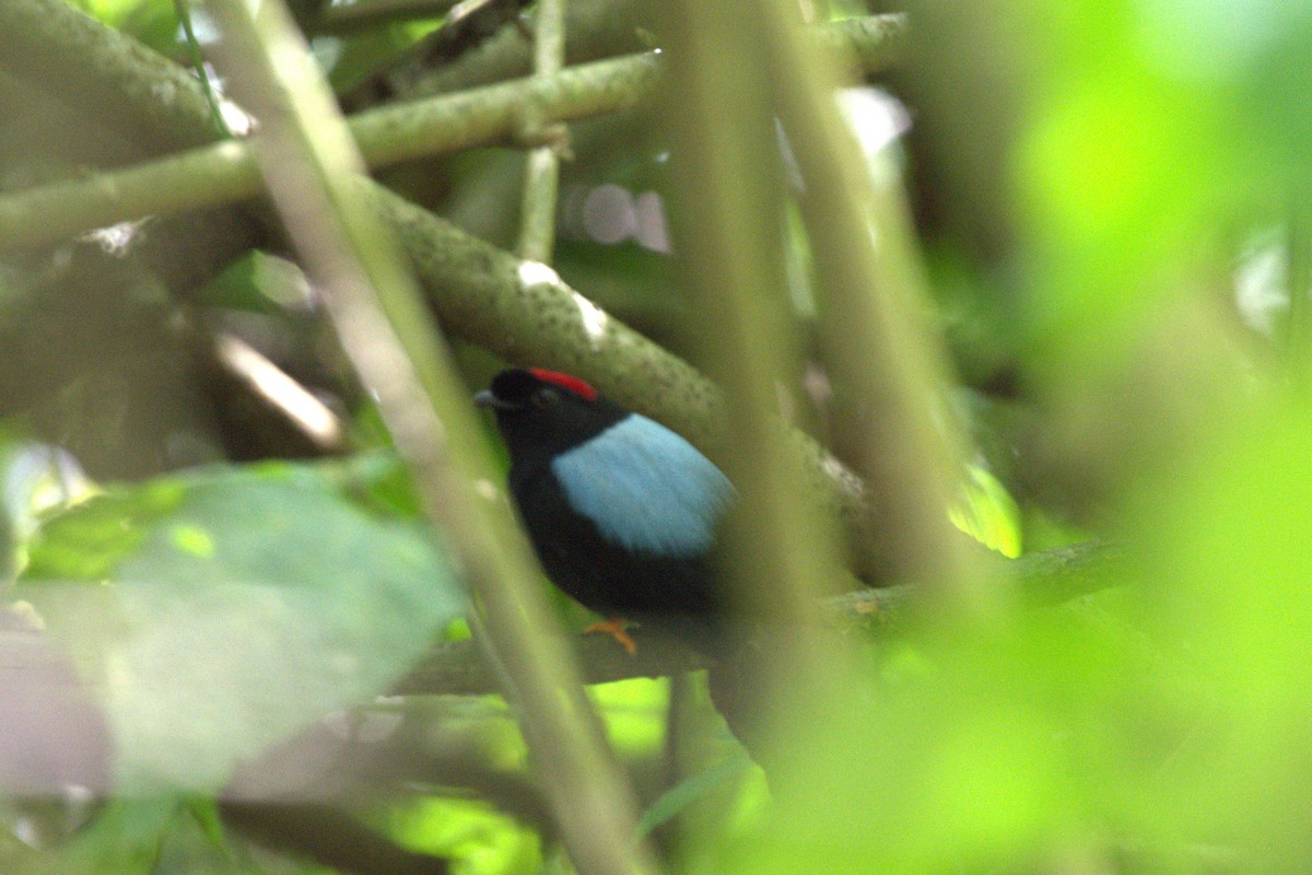 Saltarín Colilargo - ML647514612