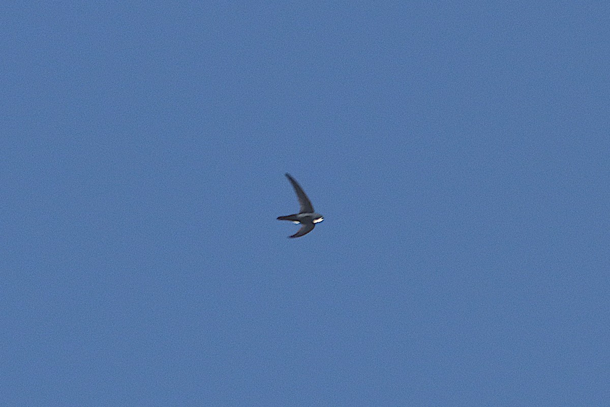 Vencejillo Antillano - ML647514617