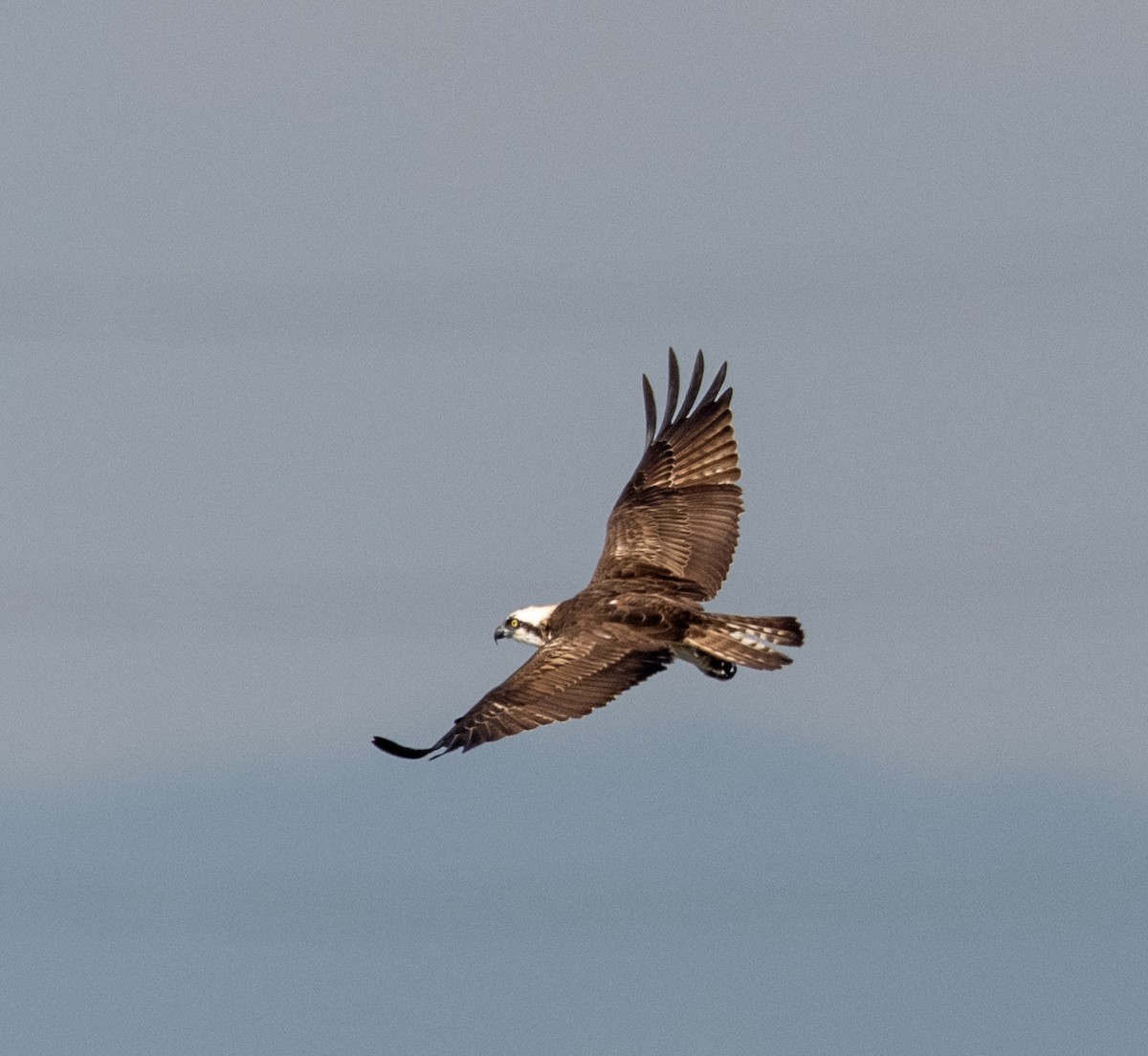 Águila Pescadora - ML647514618