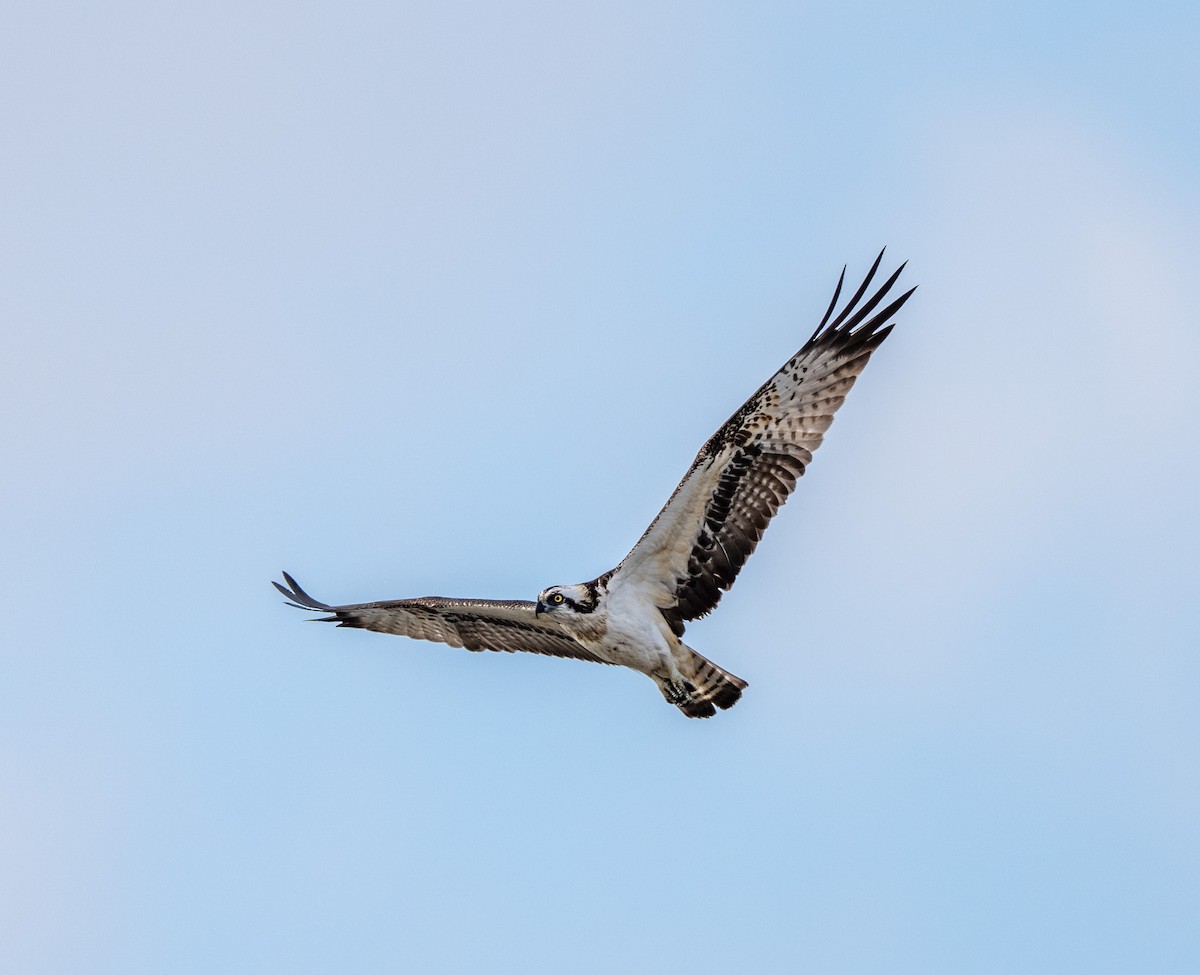 Águila Pescadora - ML647514619