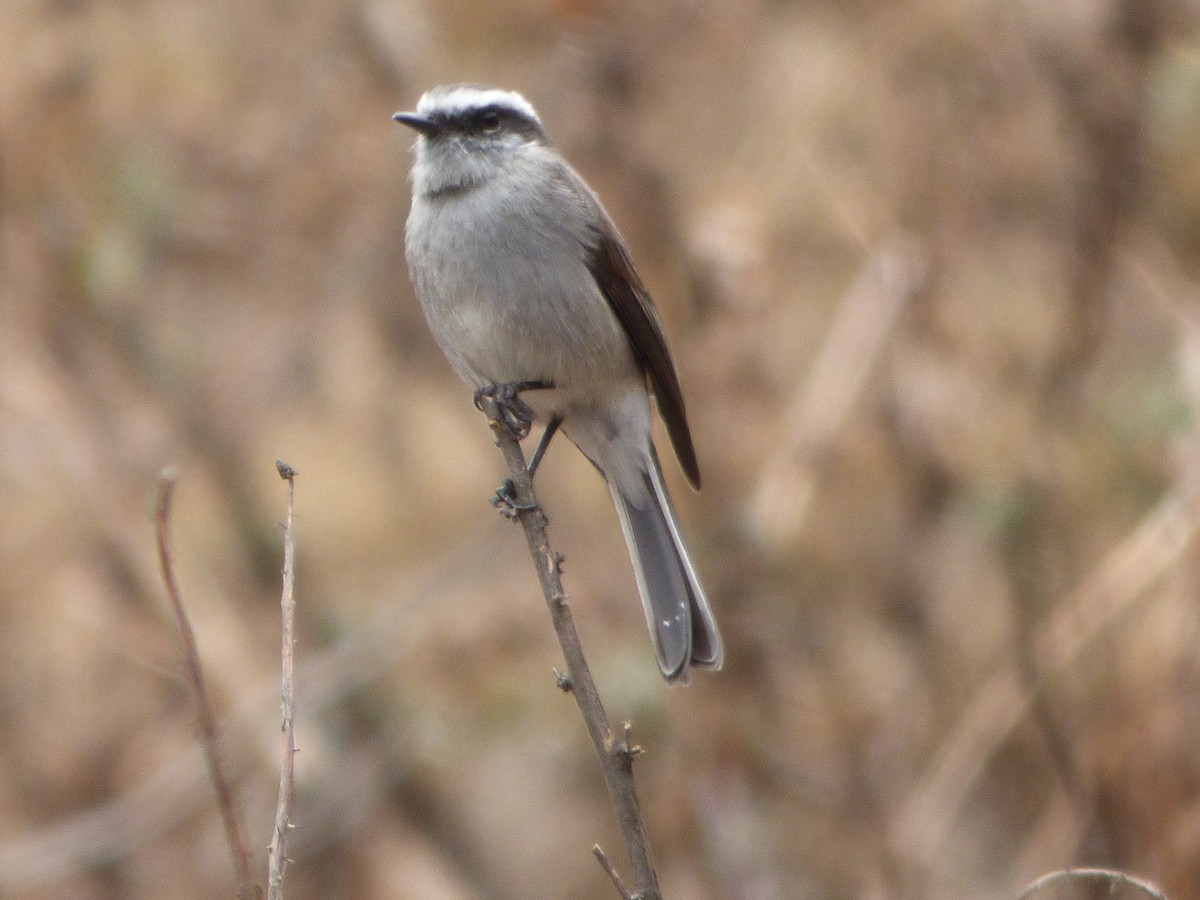 Pitajo Gris - ML647514620