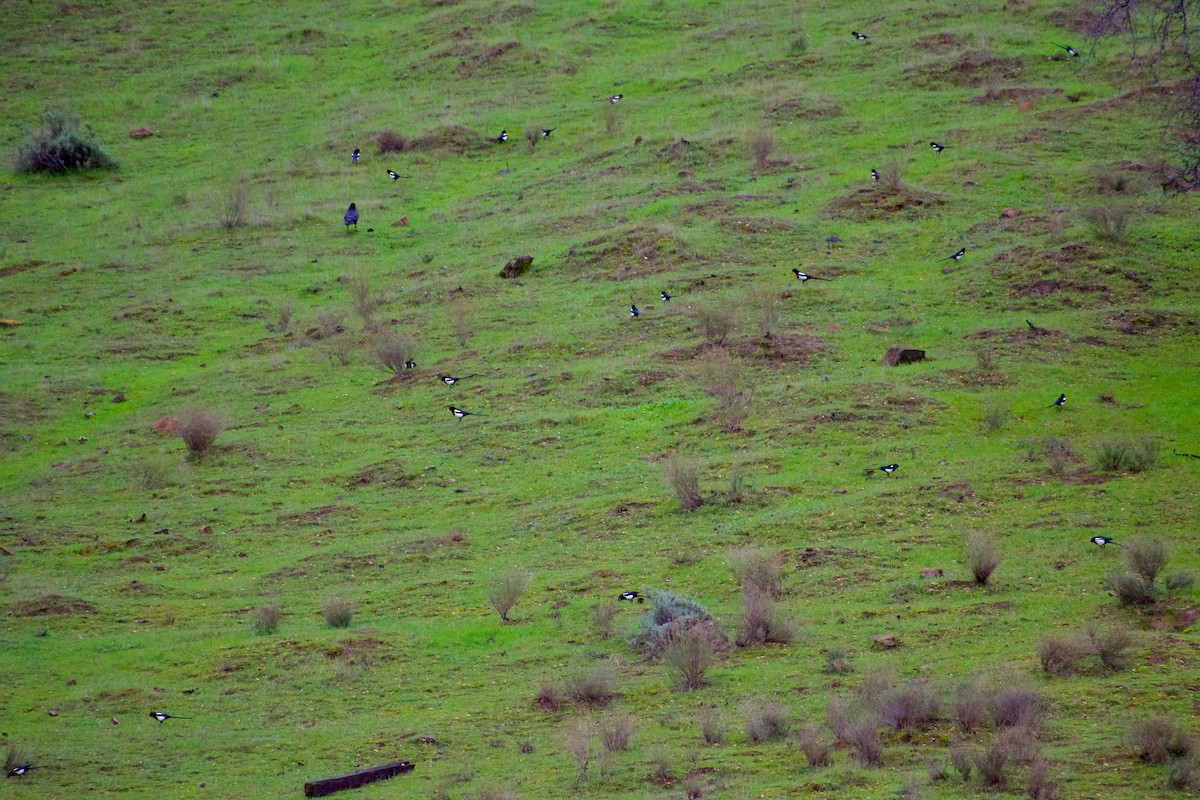 Yellow-billed Magpie - ML647514621