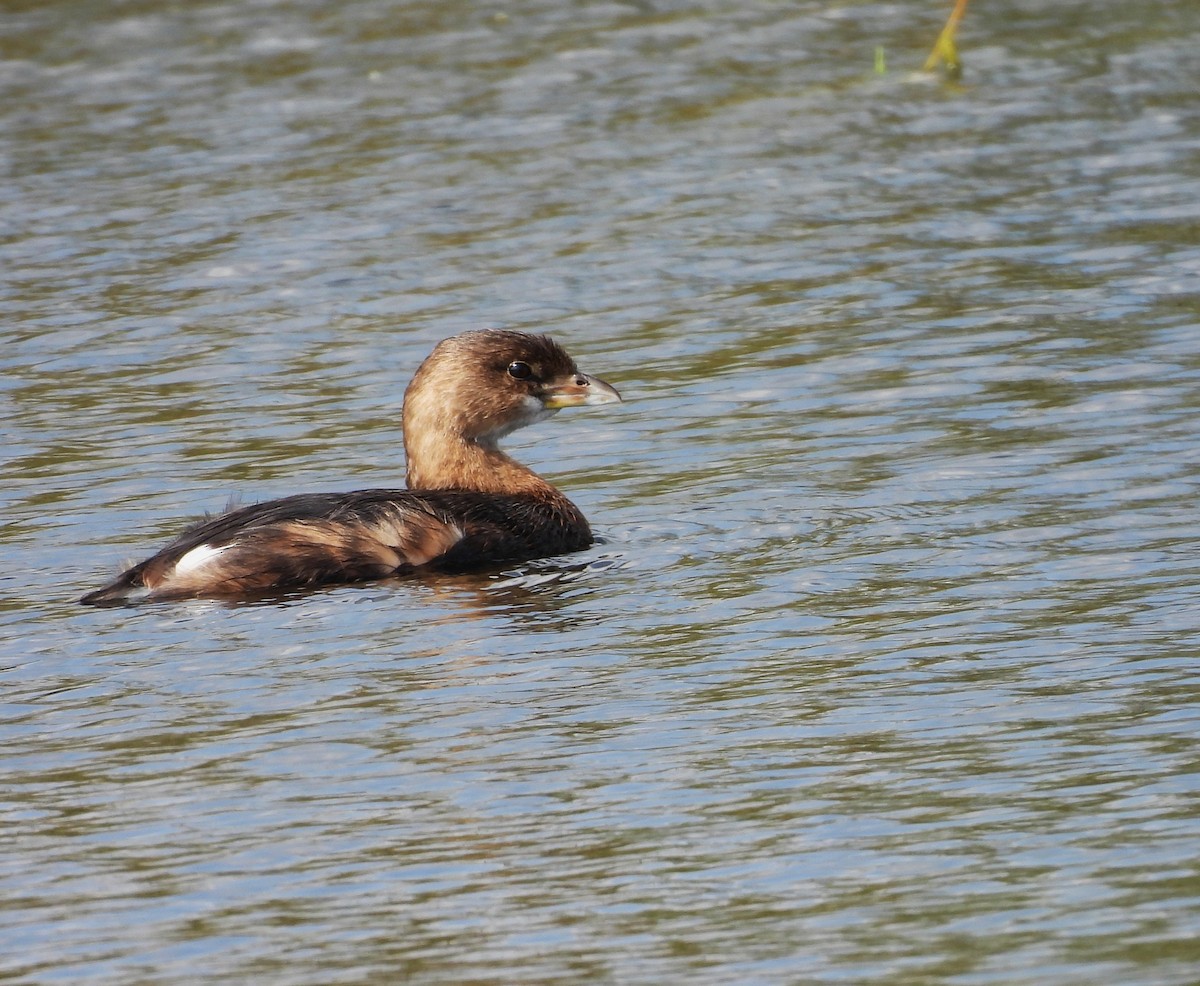 Zampullín Picogrueso - ML647514625