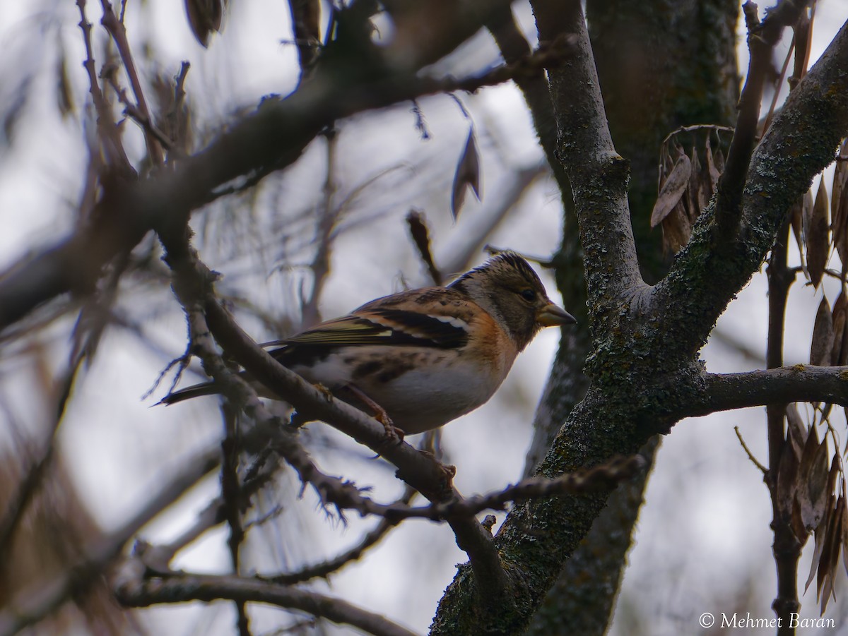 Brambling - ML647514627