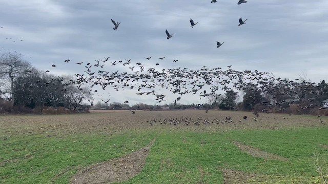 Canada Goose - ML647514633