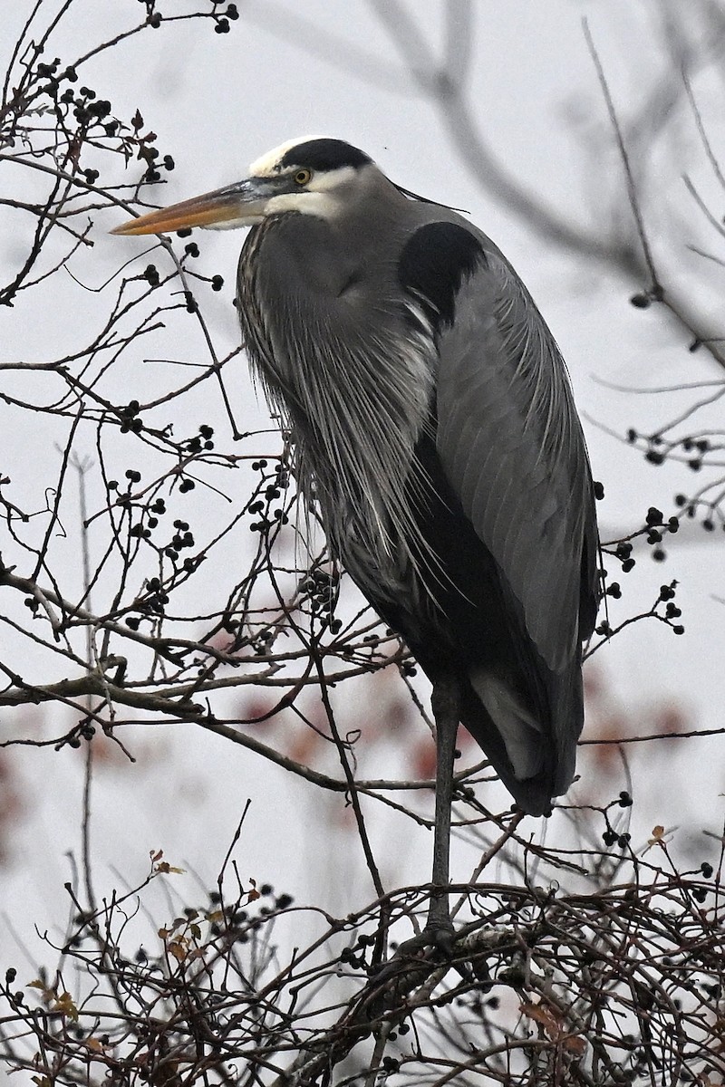 Great Blue Heron - ML647514634