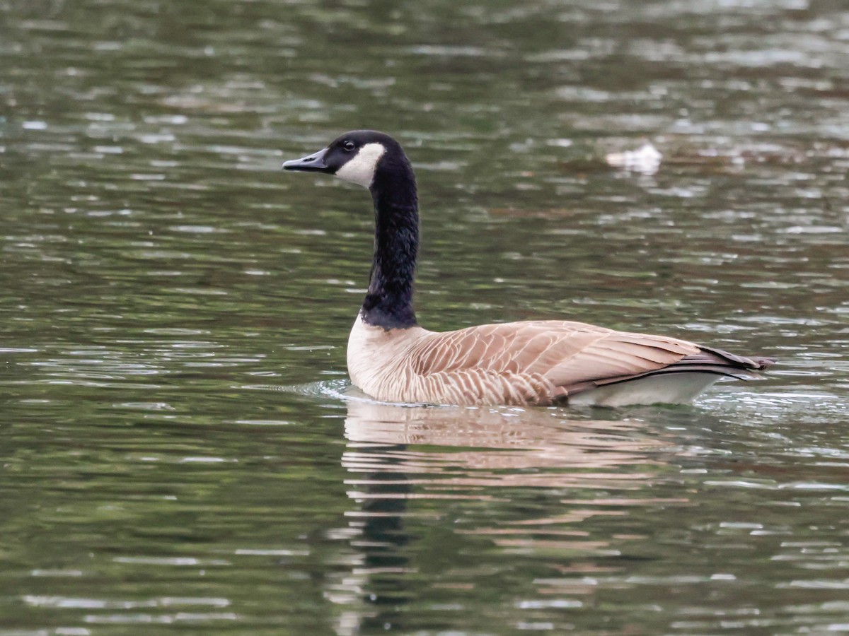 Канадская казарка - ML647514637