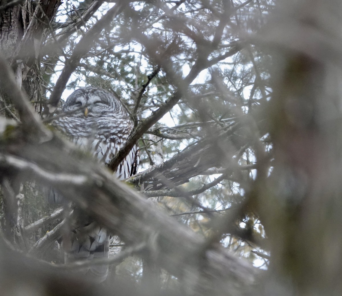 Barred Owl - ML647514656