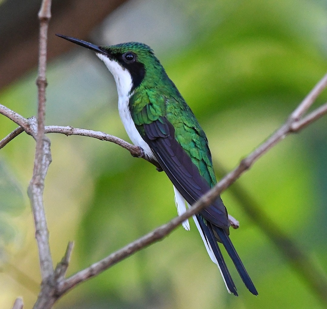 Black-eared Fairy - ML647514662
