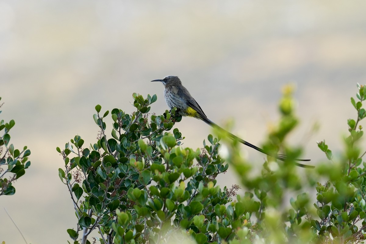Cape Sugarbird - ML647514663