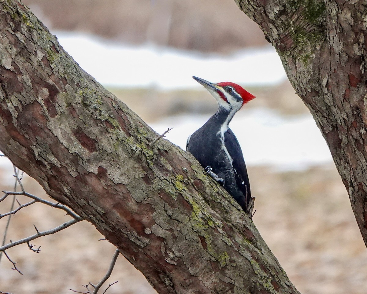 Pileated Woodpecker - ML647514664