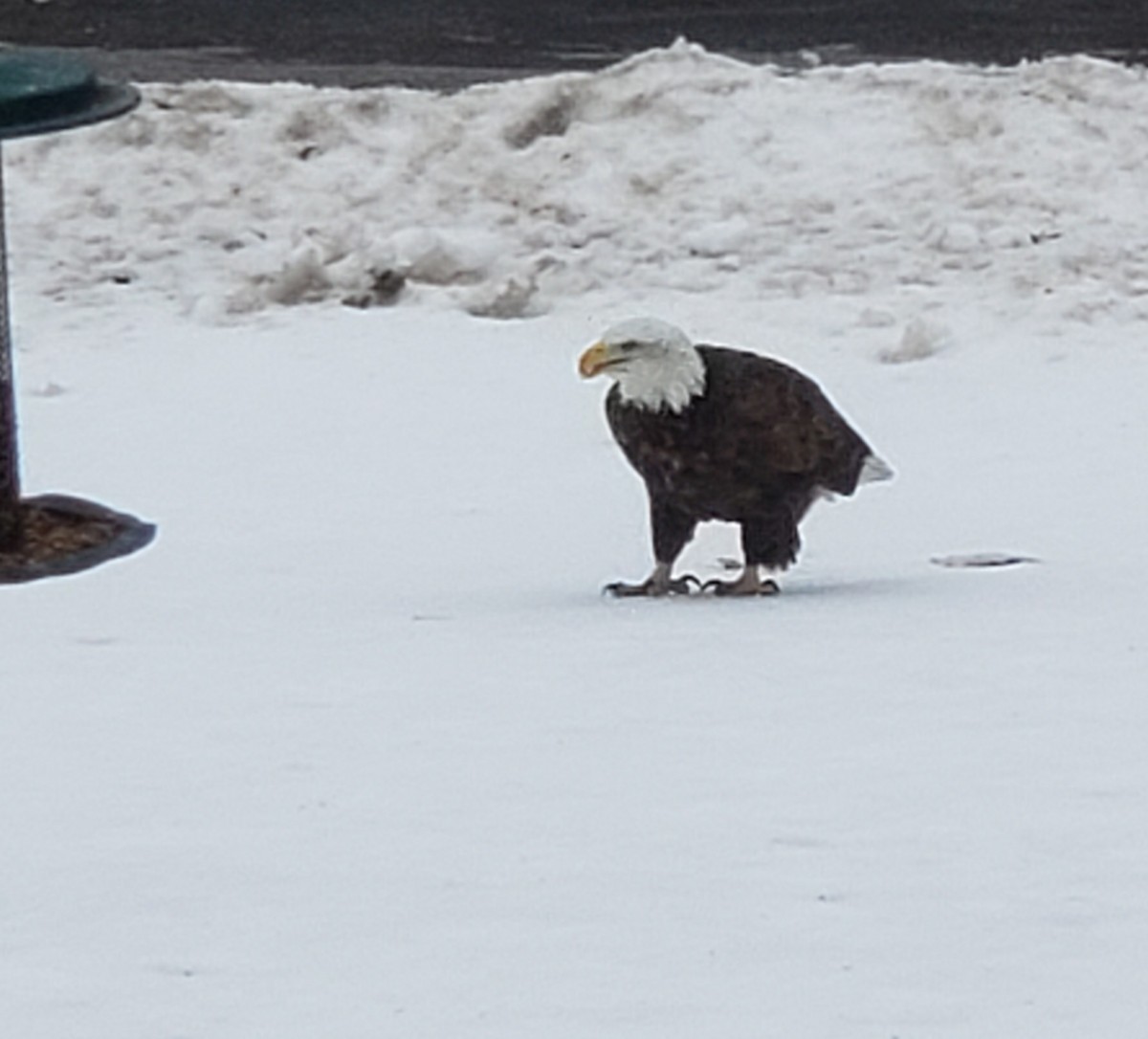 Bald Eagle - ML647514665