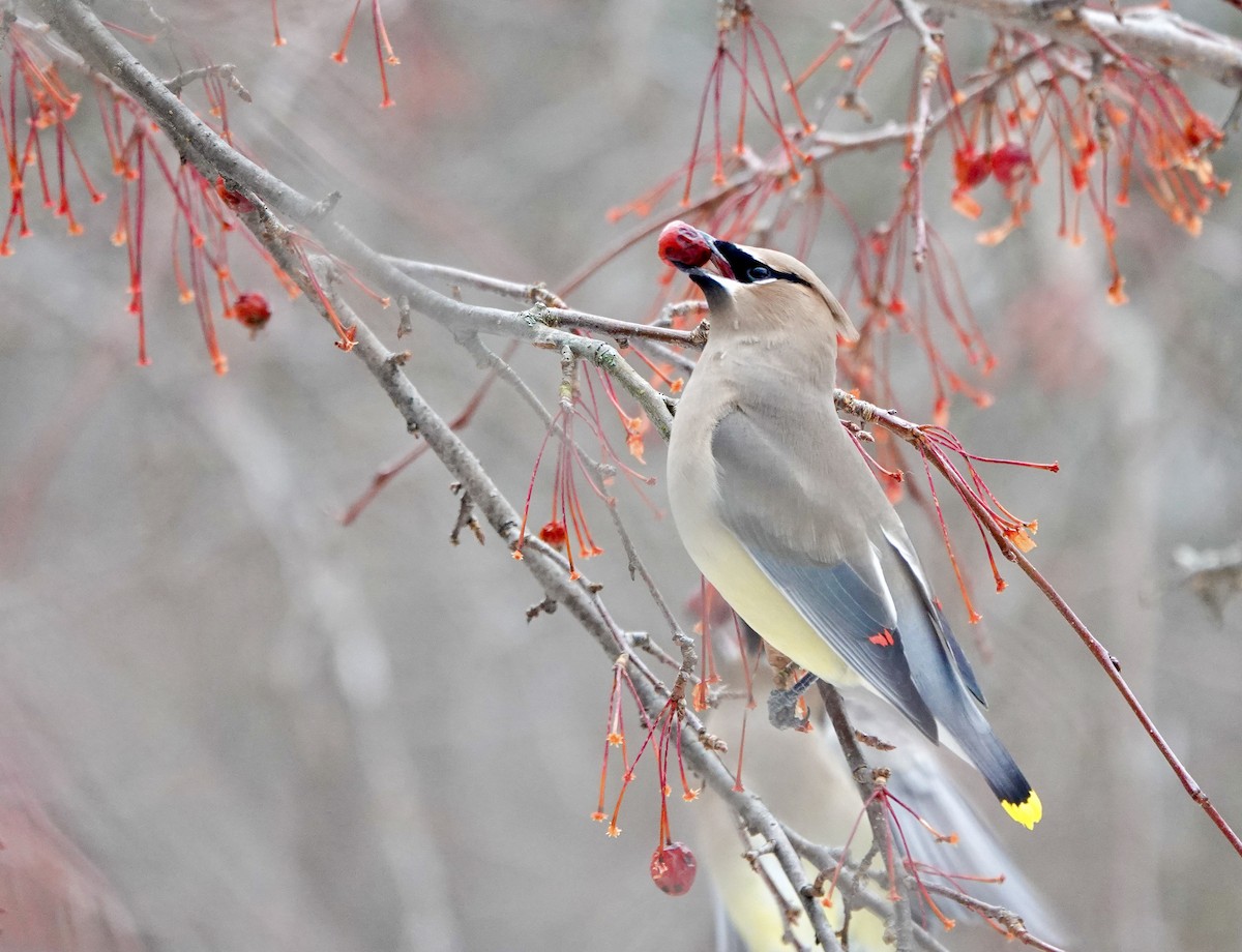 Cedar Waxwing - ML647514666
