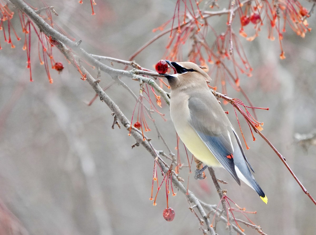 Cedar Waxwing - ML647514667