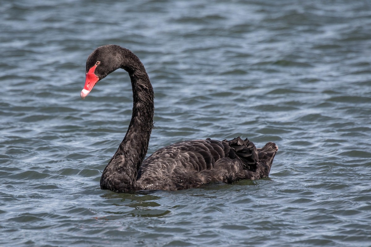 Black Swan - ML647514668