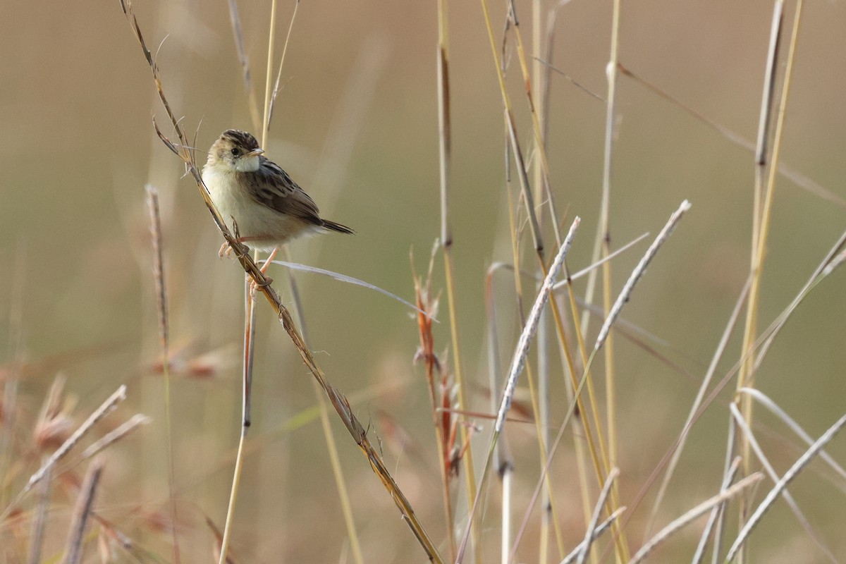 Wing-snapping Cisticola - ML647514670