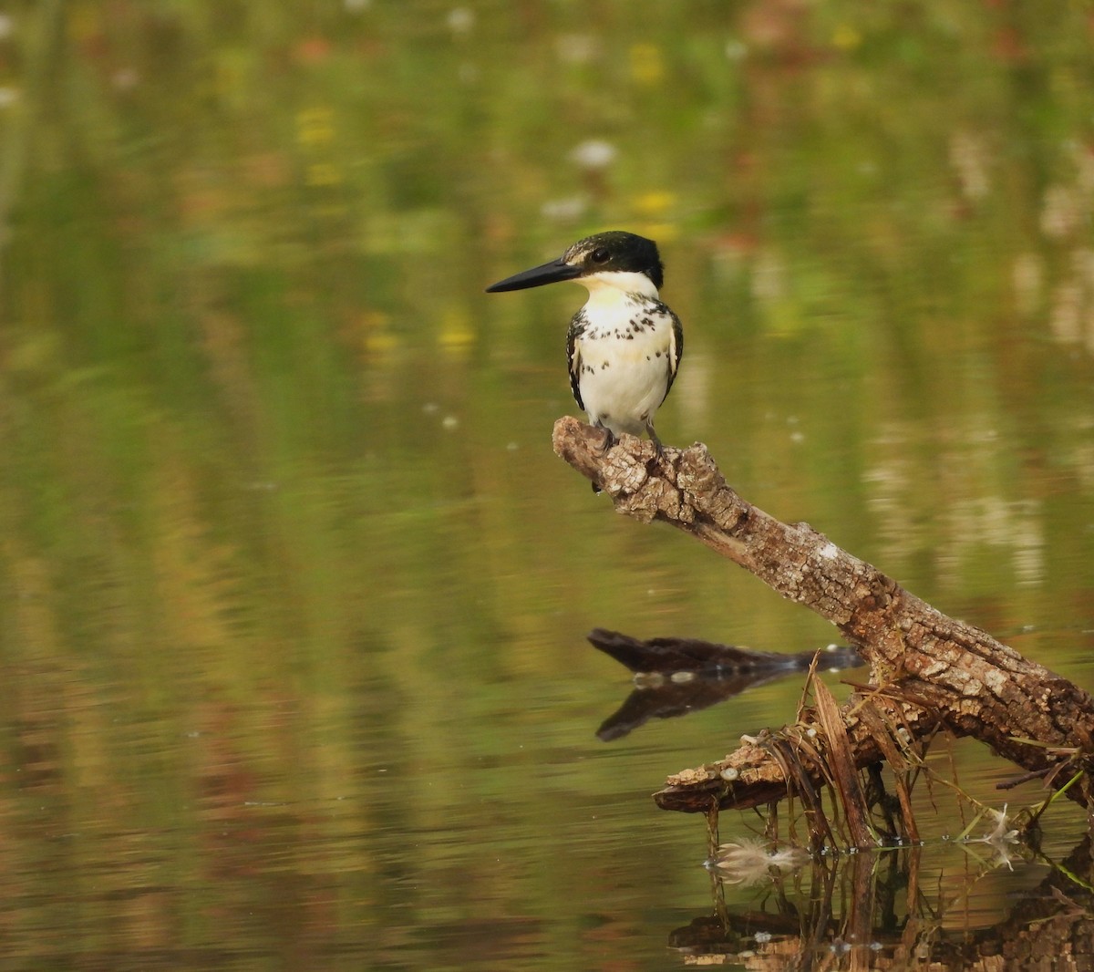 Green Kingfisher - ML647514671