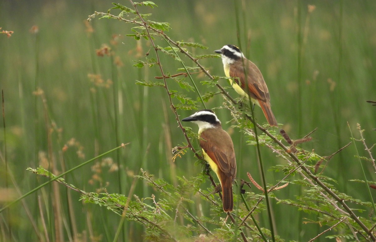 Great Kiskadee - ML647514672