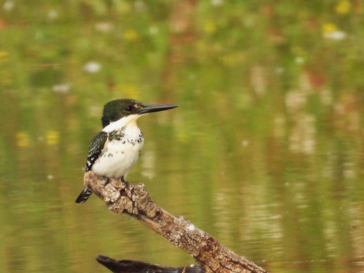 Green Kingfisher - ML647514673