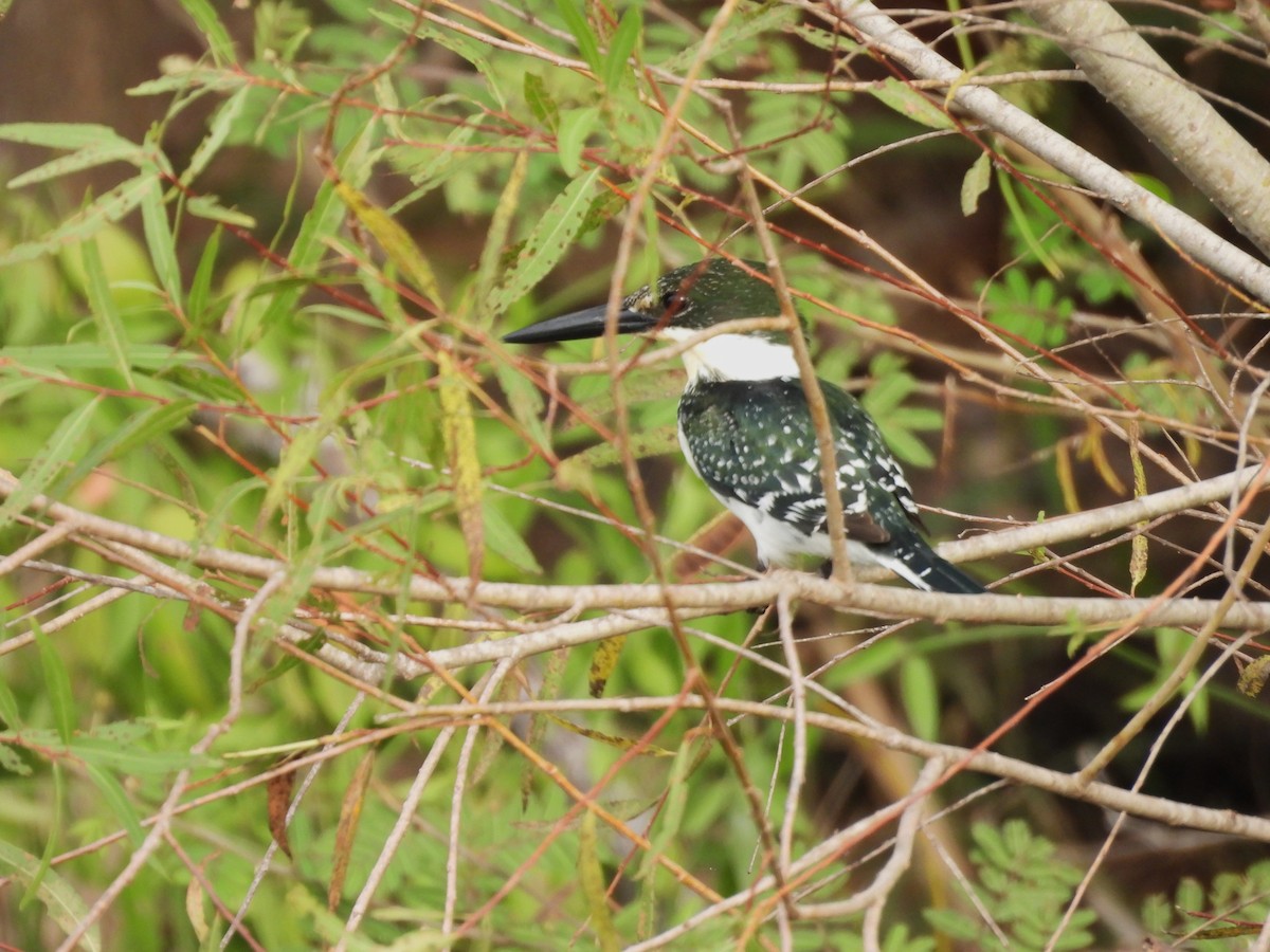 Green Kingfisher - ML647514674