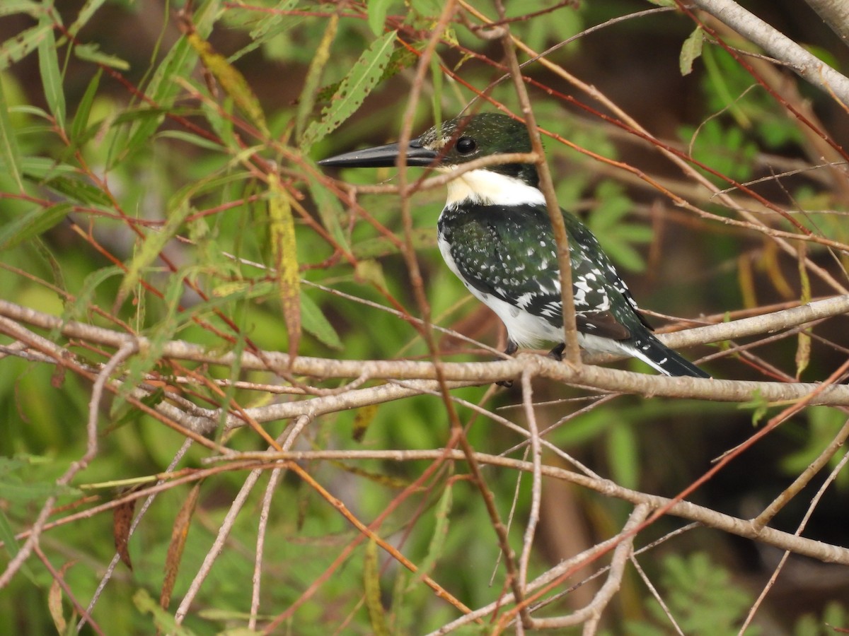 Green Kingfisher - ML647514675