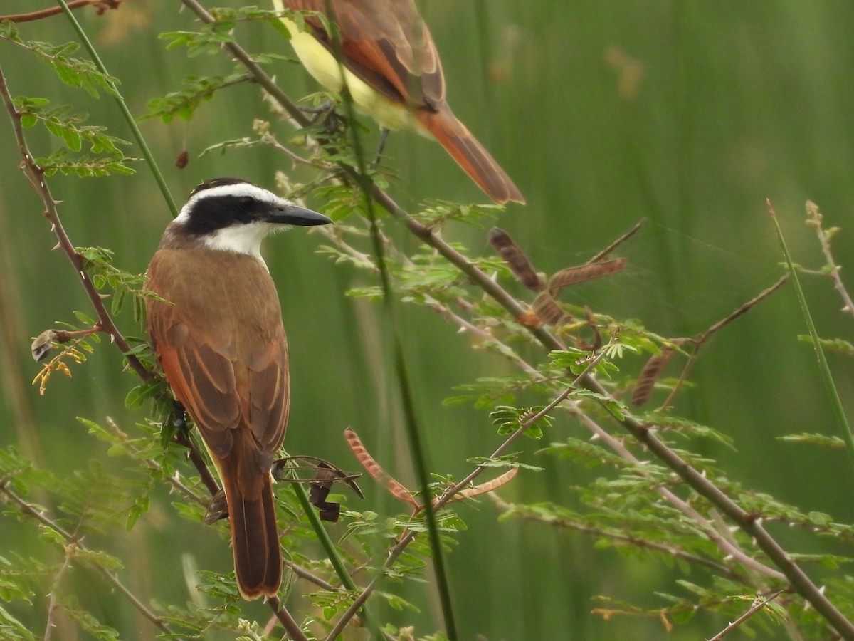 Great Kiskadee - ML647514676