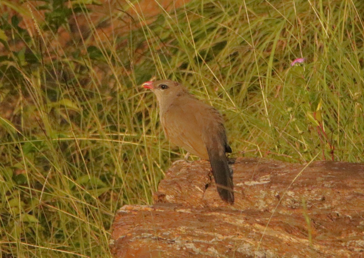 Sirkeer Malkoha - ML647514677