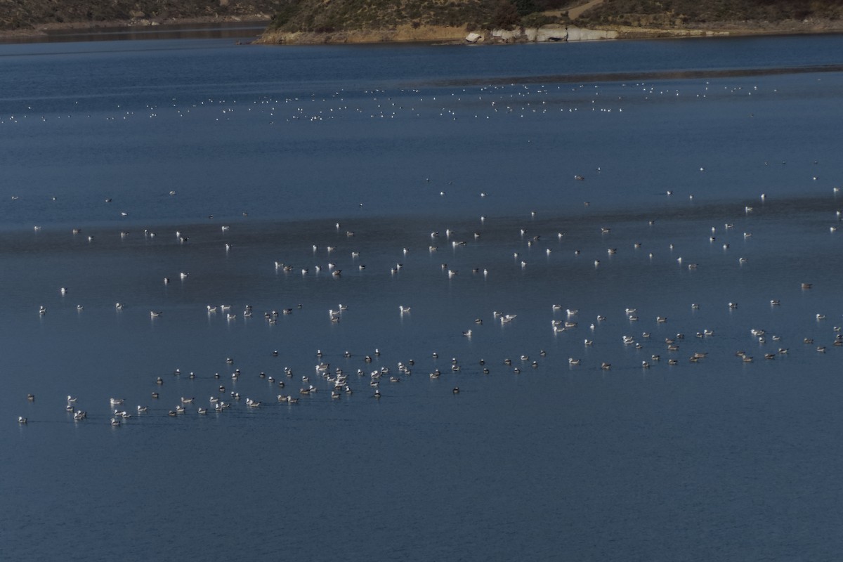 Yellow-legged Gull - ML647514678