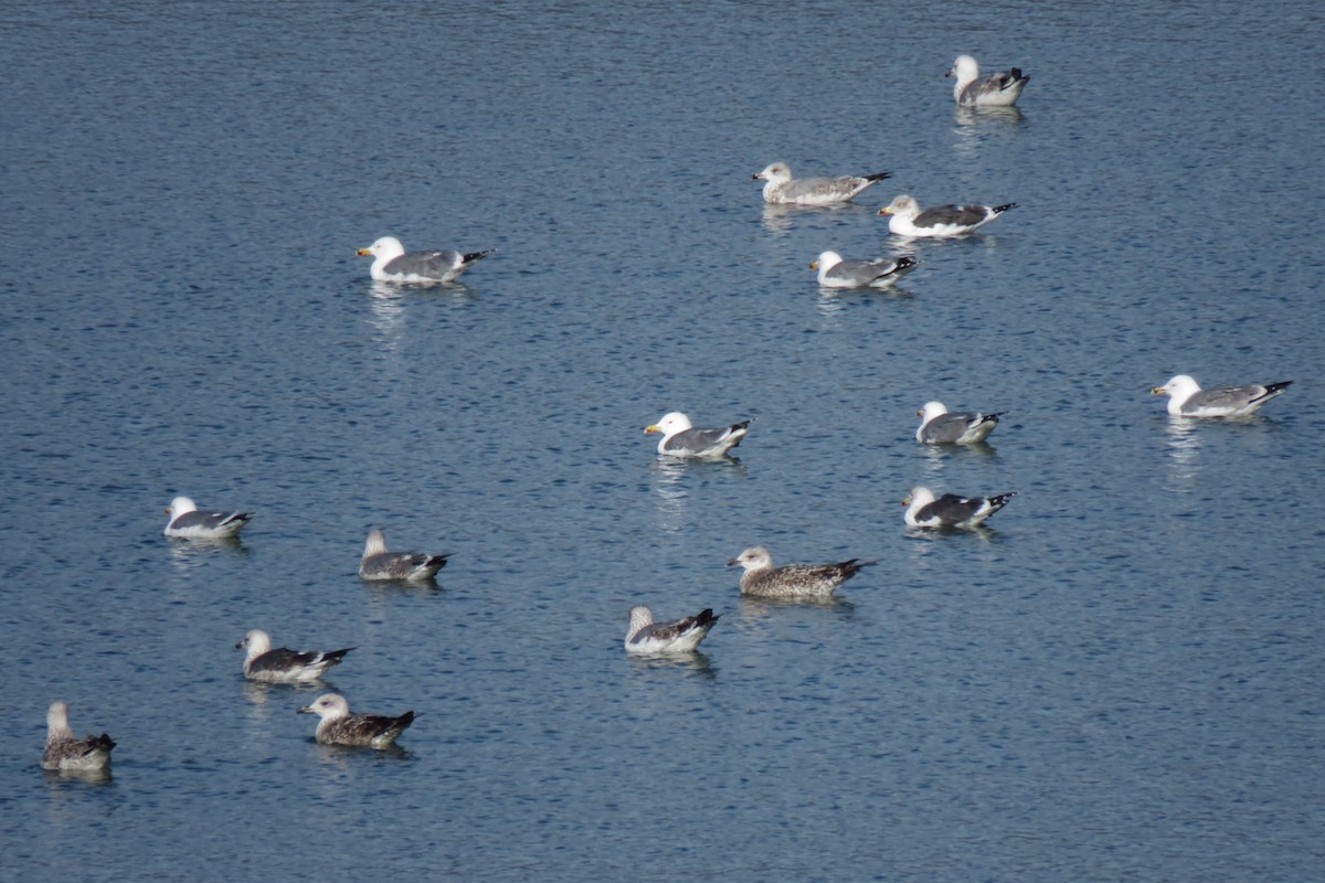 Yellow-legged Gull - ML647514679