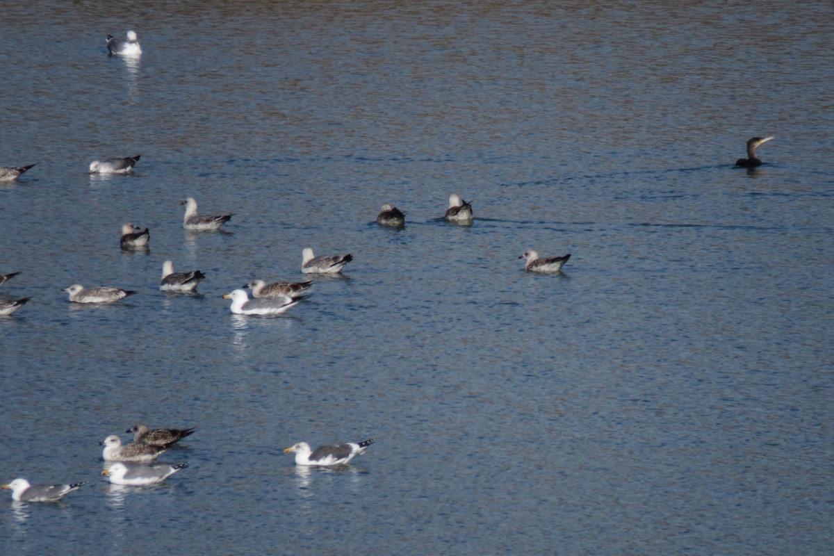 Yellow-legged Gull - ML647514680