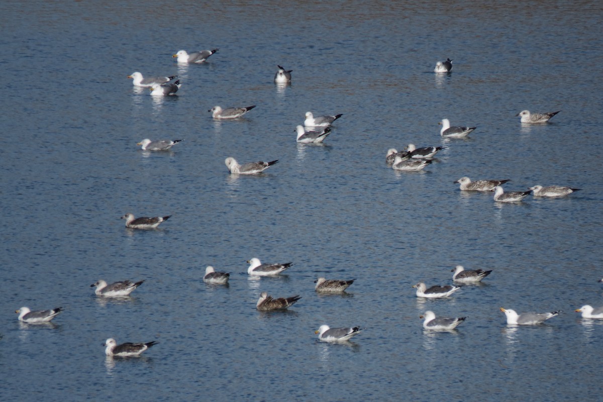 Yellow-legged Gull - ML647514681