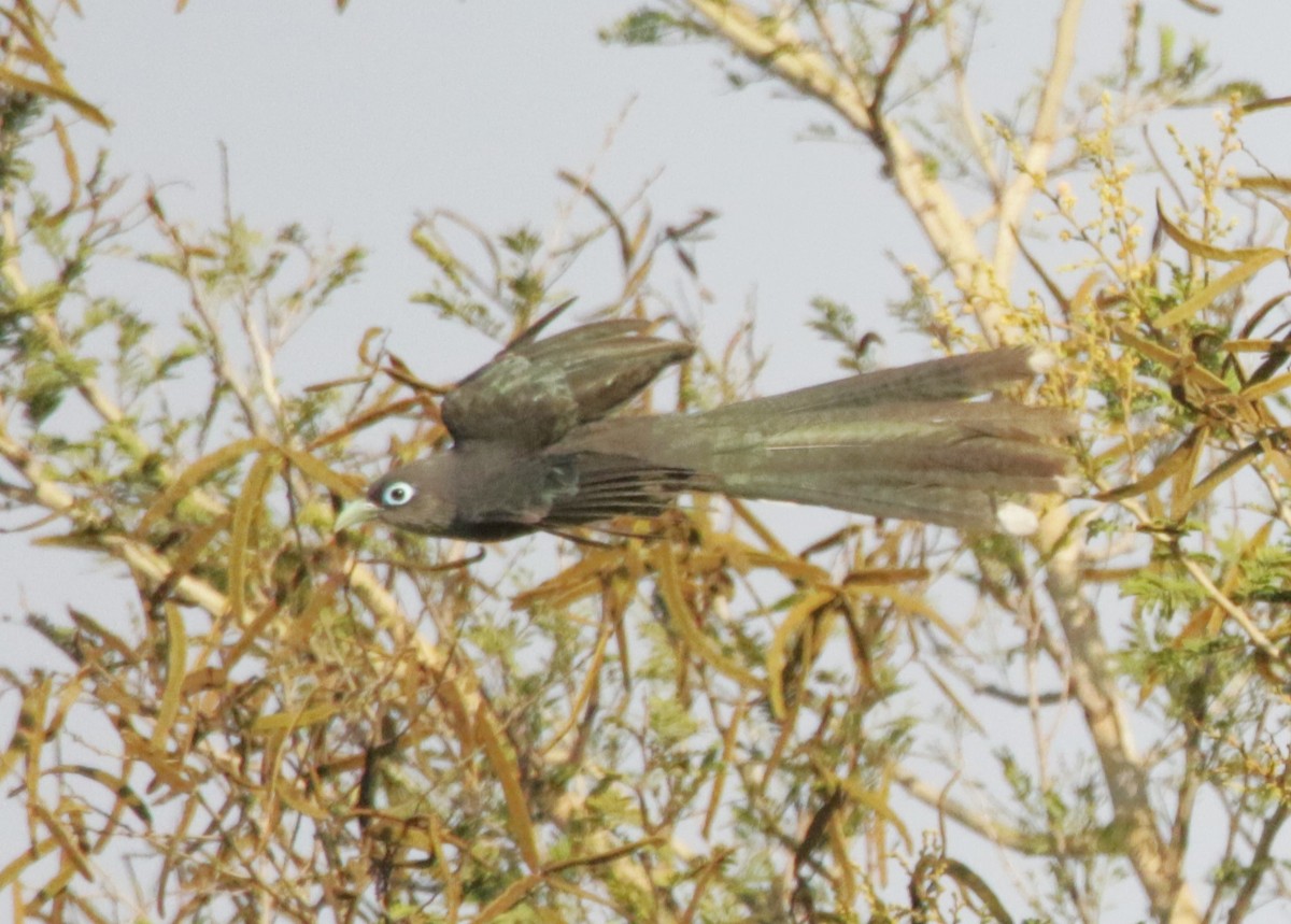 Blue-faced Malkoha - ML647514684
