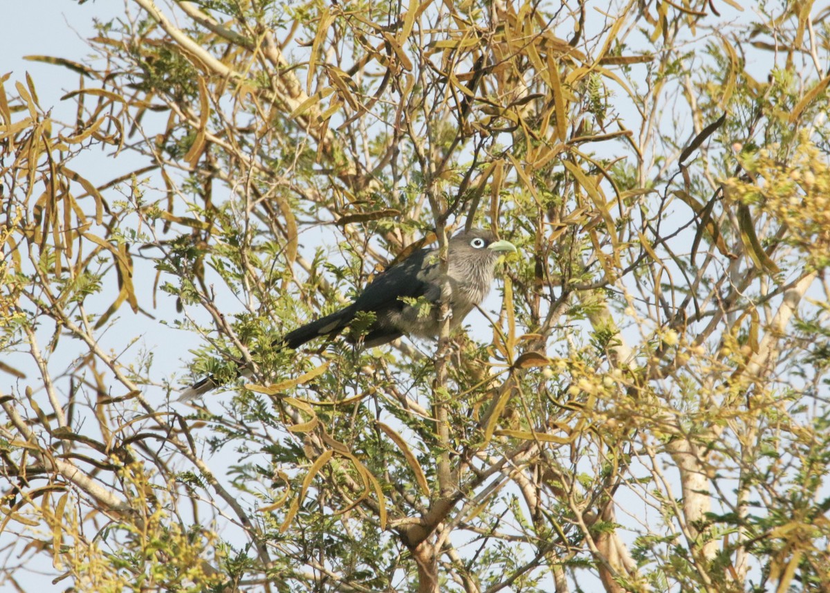 Blue-faced Malkoha - ML647514685