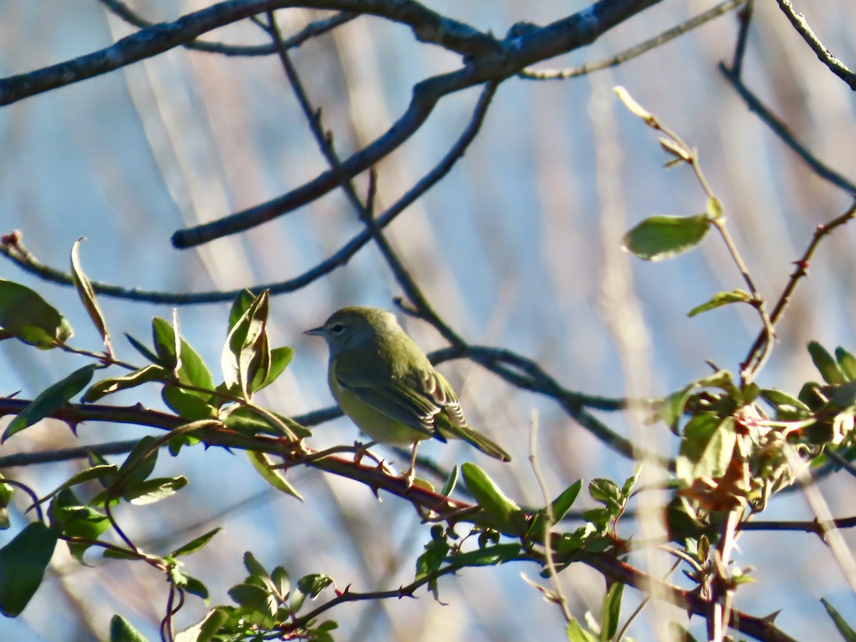 Orange-crowned Warbler - ML647514686