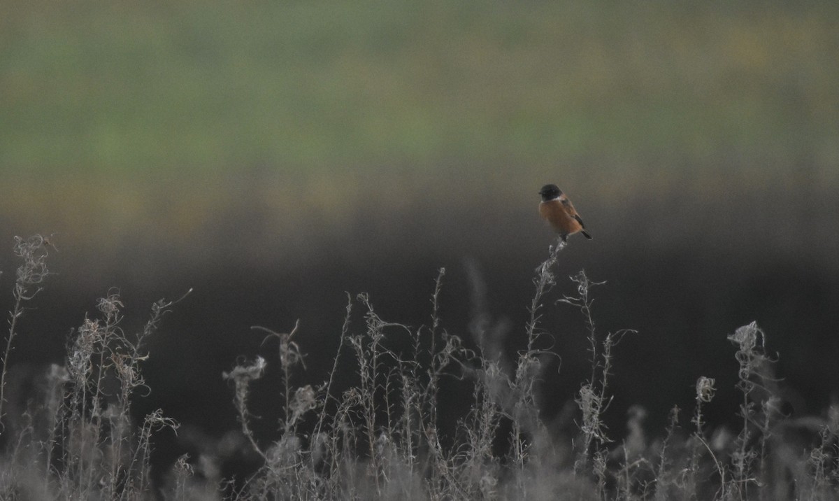 European Stonechat - ML647514692