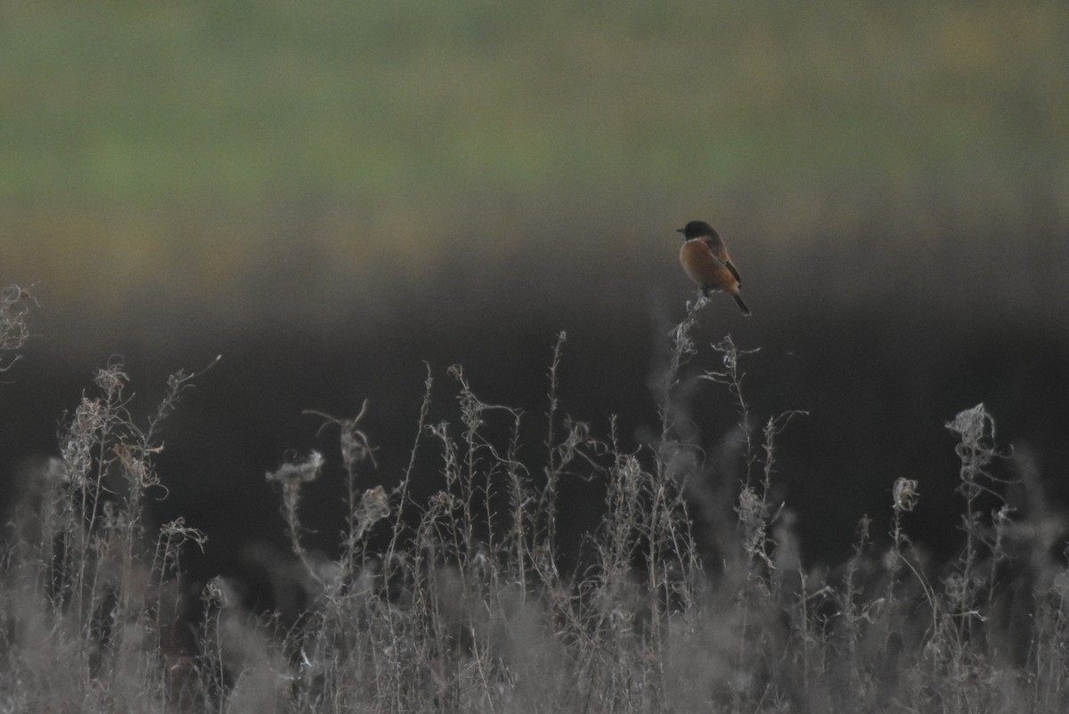 European Stonechat - ML647514693