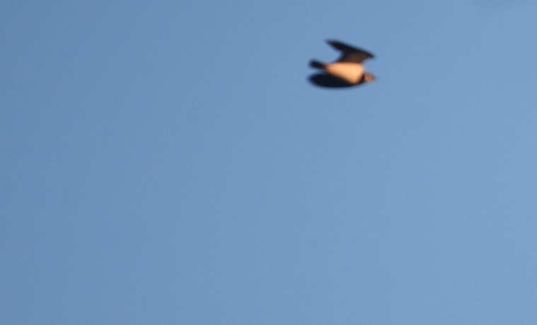 Northern Lapwing - ML647514694