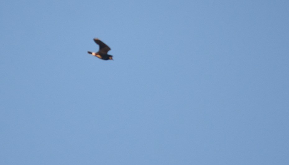 Northern Lapwing - ML647514695