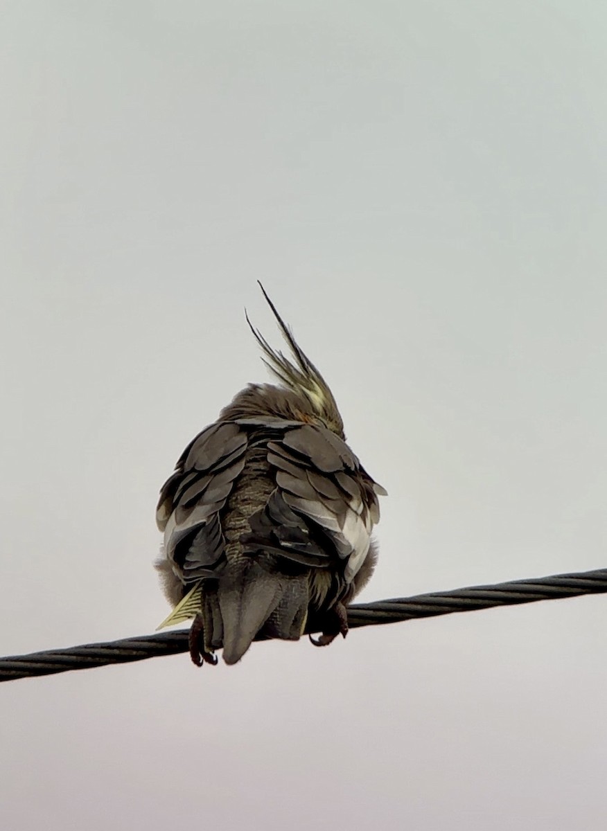 Cockatiel - ML647514709